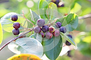 ItÃ¢â¬â¢s a korea crop